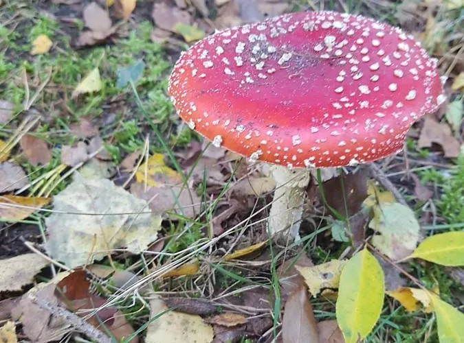 Welcome, Relax And Enjoy Your Chalet *