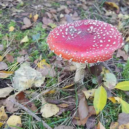 Welcome, Relax And Enjoy Your Alpstuga *